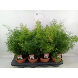 Asparagus dens. 'Sprengeri'
