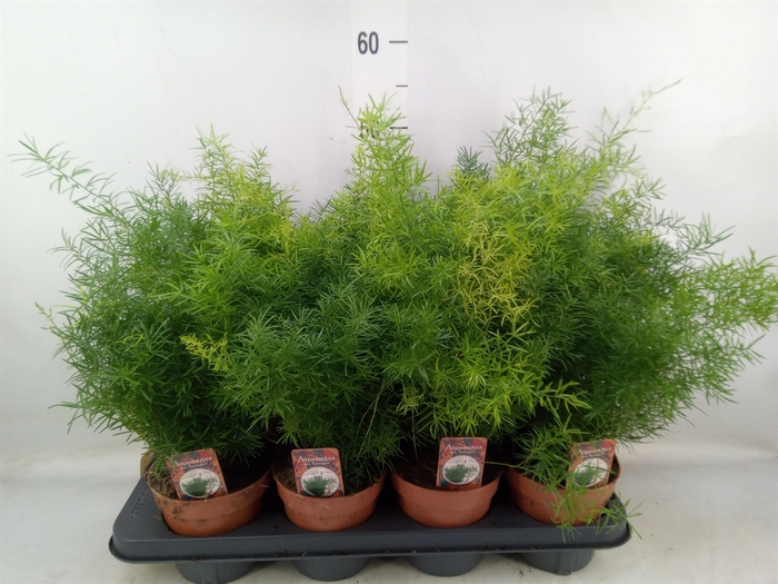 <h4>Asparagus dens. 'Sprengeri'</h4>