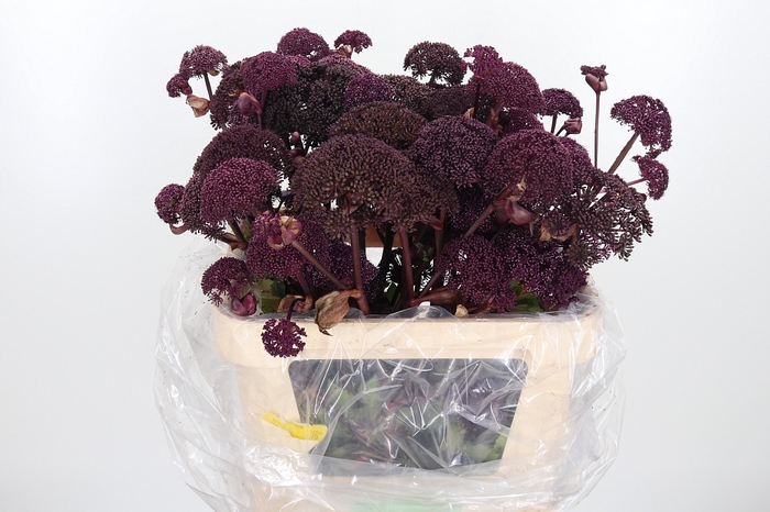 <h4>Angelica Gigas</h4>