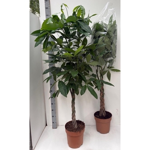 PACHIRA AQUATICA