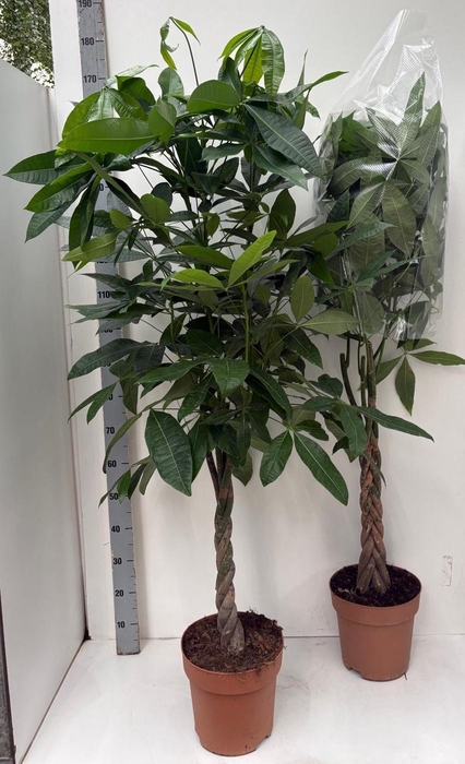 <h4>PACHIRA AQUATICA</h4>