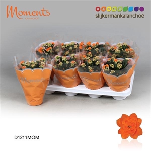 Kalanchoe double blossfeldiana Sumo Orange