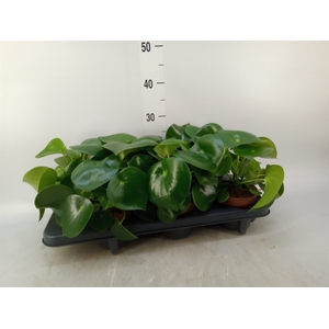 Peperomia polybotrya 'Raindrop'