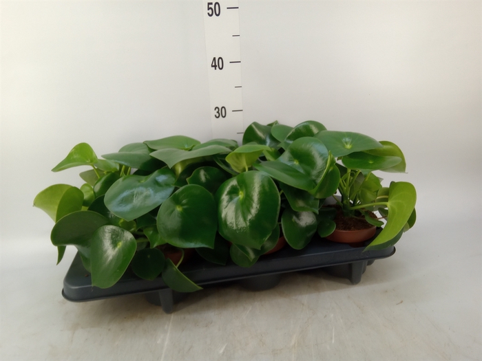 <h4>Peperomia polybotrya 'Raindrop'</h4>