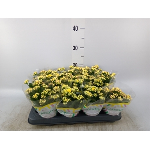 Kalanchoe blos. 'Calandiva Nolin'