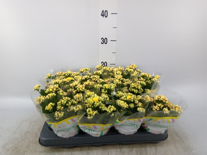 <h4>Kalanchoe blos. 'Calandiva Nolin'</h4>