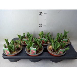 Tulipa DU   ...