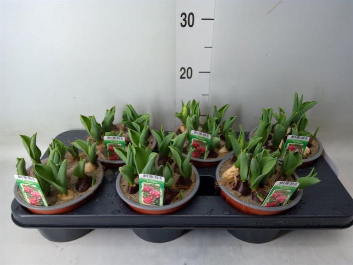 <h4>Tulipa DU   ...</h4>