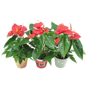 Anthurium XL.10 Mauii Red 14cm in verschillende kerstcovers