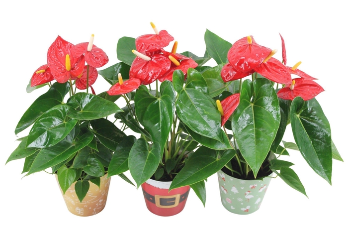 <h4>Anthurium XL.10 Mauii Red 14cm in verschillende kerstcovers</h4>