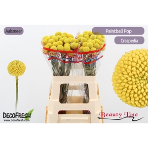 Craspedia Paintball Pop 55cm