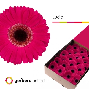 Gerbera Lucio Doos