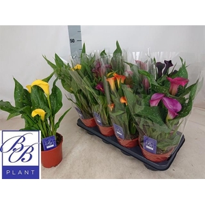 Zantedeschia mixed 14Ø 40cm 4fl