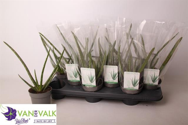 <h4>ALOE VERA</h4>