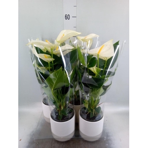 Anthurium  'Karma White'