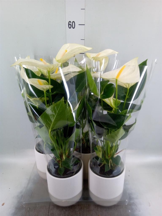 <h4>Anthurium  'Karma White'</h4>