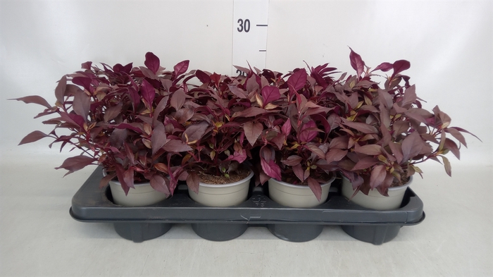 <h4>Alternanthera dent.</h4>