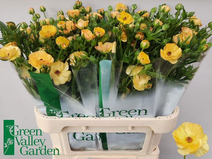 <h4>RAN CO MAG CARAMEL</h4>