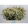 Chamelaucium Ivory Pearl