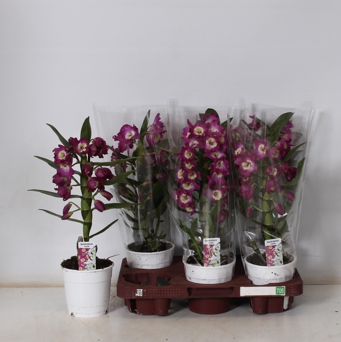 <h4>DEND NOBILE</h4>