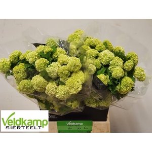 VIBURNUM ROSEUM ST