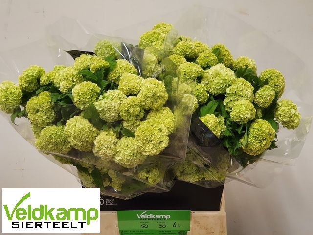 <h4>VIBURNUM ROSEUM ST</h4>