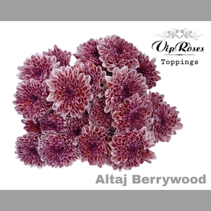 CHR T ALTAJ BERRYWOOD