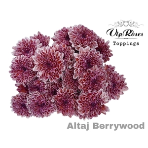 CHR T ALTAJ BERRYWOOD 588