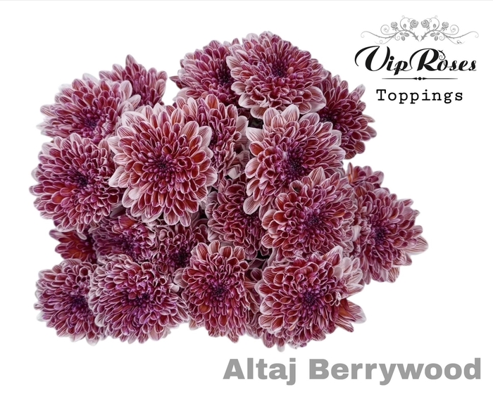 <h4>CHR T ALTAJ BERRYWOOD</h4>