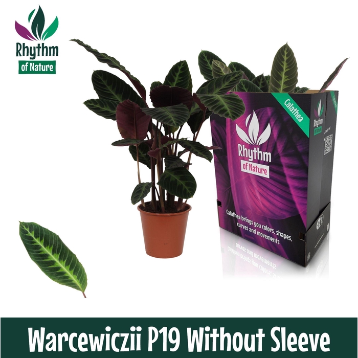 <h4>Calathea 19cm Warcewiczii - Rhythm of Nature zonder hoes</h4>