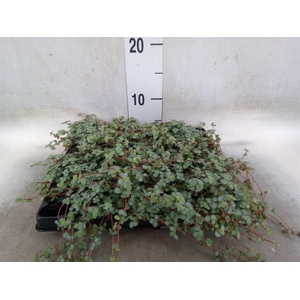 Pilea glaucophylla 'Greyzy'