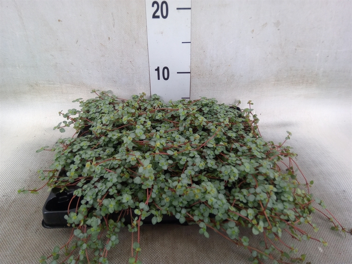 <h4>Pilea glaucophylla 'Greyzy'</h4>