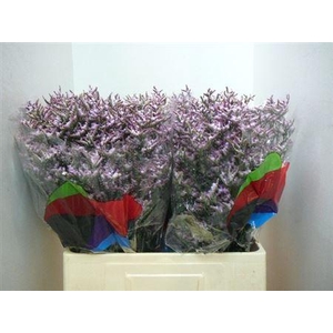 Lim Safora Lilac