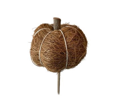 <h4>Deco Stem Pumpkin L50w7h6d7 Natural</h4>