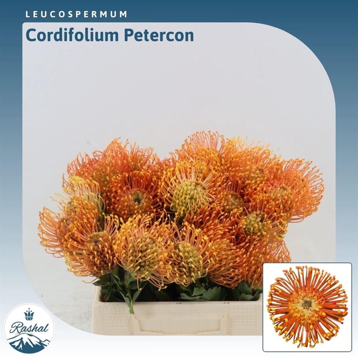 <h4>Leucospermum Peter Cone</h4>