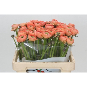 Ranunculus asiaticus 'Aazur Salmon'