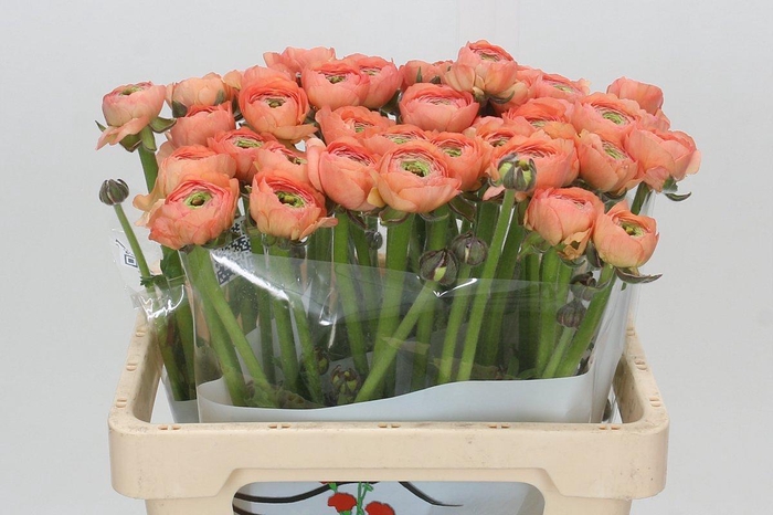 <h4>Ranunculus asiaticus 'Aazur Salmon'</h4>