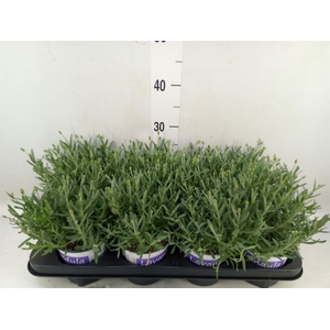 Lavandula angus. 'Hidcote'