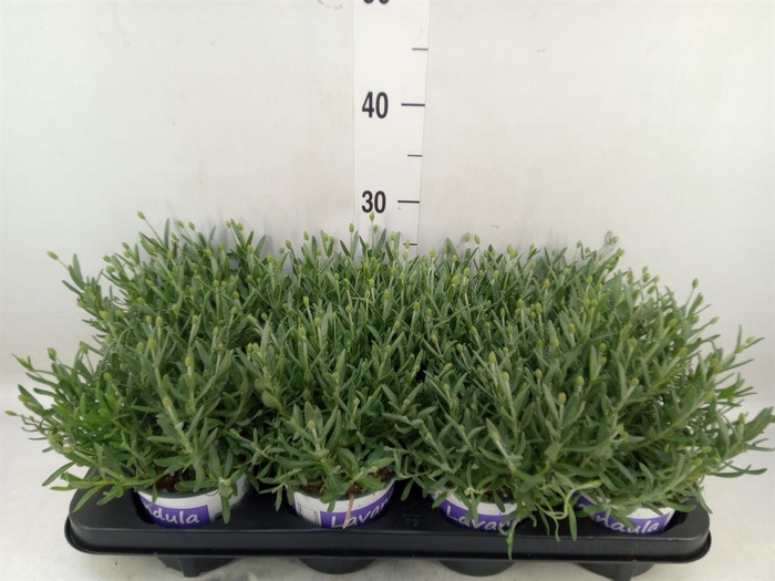 <h4>Lavandula angus. 'Hidcote'</h4>