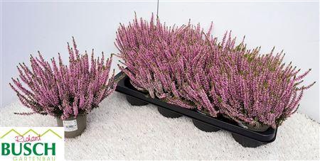 <h4>Calluna Bl Melina Rosa</h4>