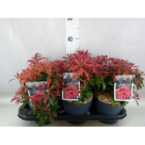 Pieris japonica