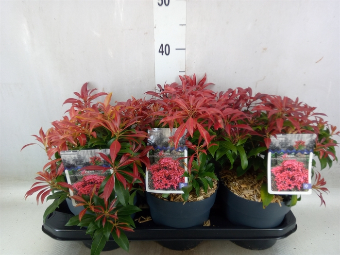 <h4>Pieris japonica</h4>