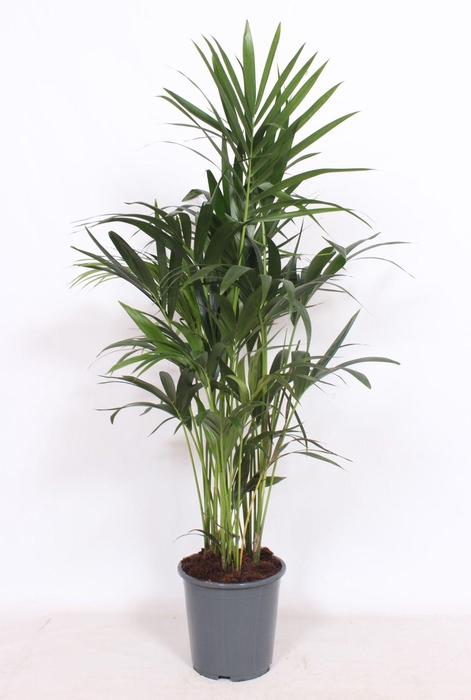 <h4>Howea forsteriana 10 per pot</h4>