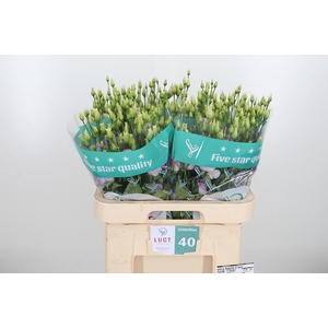 Eus G Lisanne D Lave