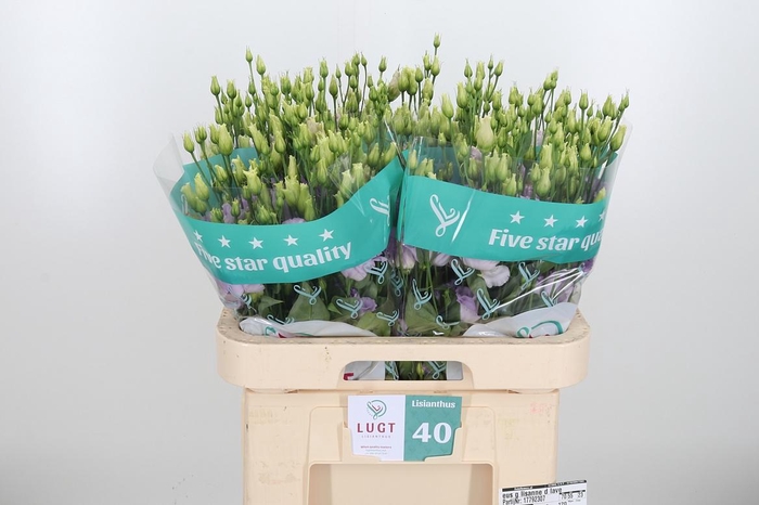 <h4>Eus G Lisanne D Lave</h4>