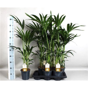 Howea Forsteriana (kentia) 4 Pit 80
