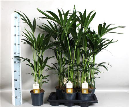 <h4>Howea Forsteriana (kentia) 4 Pit 80</h4>