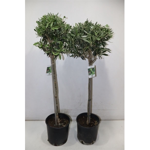 Olea Europaea