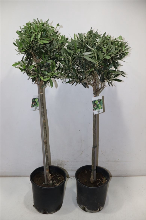 <h4>Olea Europaea</h4>