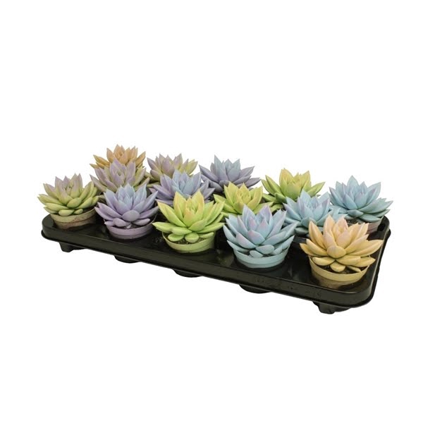 <h4>Echeveria bicoloured pastel mix</h4>